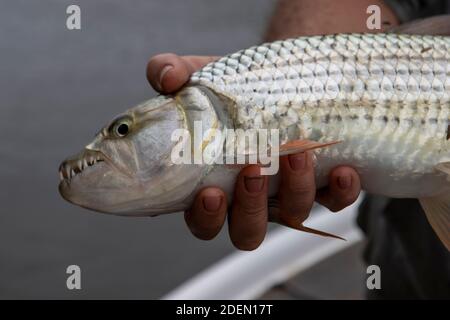 Hands holding Tiger Fish with mouth full of sharp teeth. Just caught it in Zambesi River between Zimbabwe and Zambia not far from Mozambique. 2020 Stock Photo