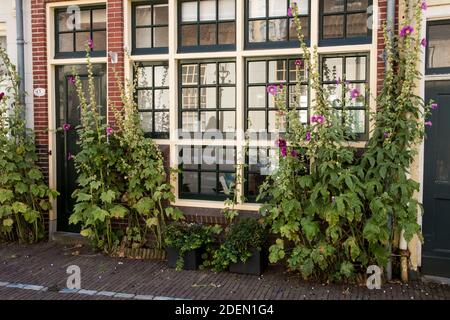 Creux en face de l'avant d'une maison Banque D'Images