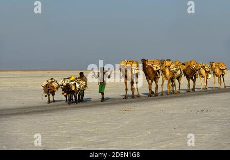 Dromedar-Karawane transportiert Steinsalzplatten über den Assale Salzsee, Danakil Senke, région d'Afar, Äthiopien / UNE caravane dromadaire transporte du sel Banque D'Images