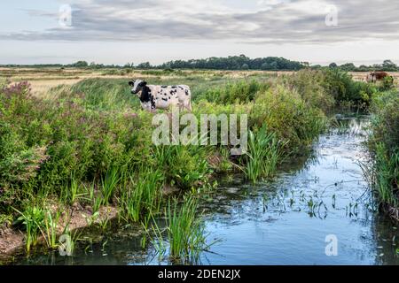 Bétail dans les marais d'eau douce de pâturage à Norfolk en début de matinée. Banque D'Images