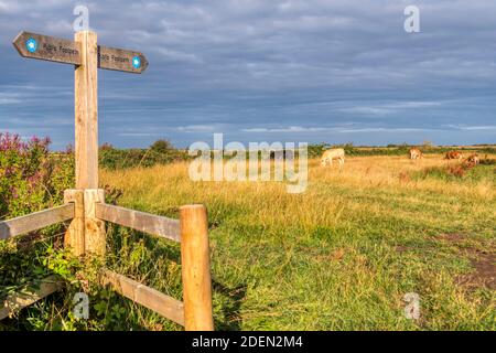 Sentier public traversant le champ avec des vaches en pâturage dans les marais d'eau douce de Norfolk en début de matinée. Banque D'Images