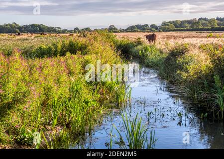 Bétail dans les marais d'eau douce de pâturage à Norfolk en début de matinée. Banque D'Images