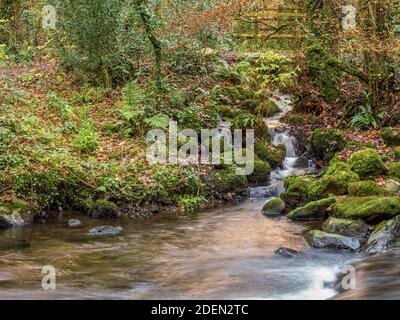 Affluent de l'East Okement River, Fatherford, Devon. Automne. Banque D'Images