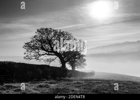 Un chêne est un arbre ou un arbuste du genre Quercus,Dartmoor Hill, Farm, Devon, isolé, agricole sur Dartmoor Banque D'Images