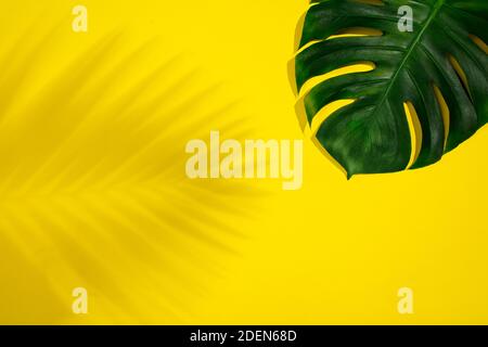 Feuille tropicale Monstera avec ombre isolée sur fond jaune. Banque D'Images