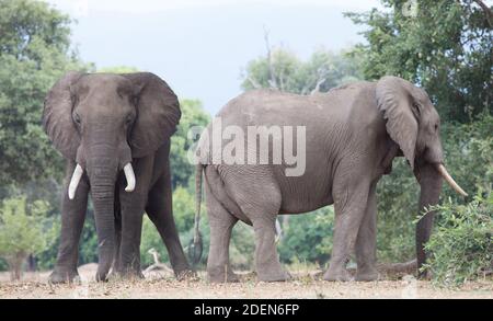 Deux taureaux africains matures se socialisent sur la plaine inondable du fleuve Zambèze dans le parc national de Mana pools, au Zimbabwe. Banque D'Images