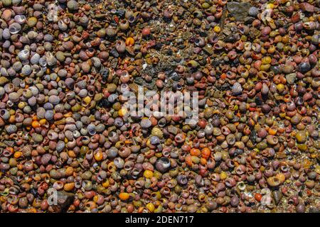 Schéma des escargots de mer et des cailloux Banque D'Images