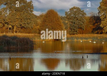 Une atmosphère magique dans un petit lac de Holstein Suisse - Holstein Suisse - en novembre. Banque D'Images