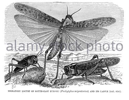 Locust migrateur et ses larves, illustration ancienne de 1896 Banque D'Images