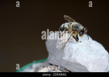 Un hôtel d'insectes peut être facilement fait à partir d'une variété de matériaux et est très bon à regarder les insectes Banque D'Images