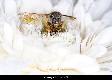 Un hôtel d'insectes peut être facilement fait à partir d'une variété de matériaux et est très bon à regarder les insectes Banque D'Images