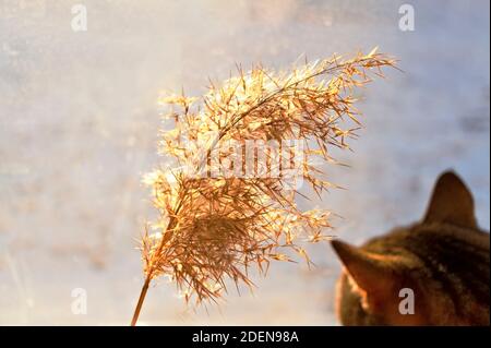 Tabby chat de maquereau regardant la brindille de roseau sèche en journée ensoleillée, foyer sélectif, Résumé fond naturel. Phragmites australis, pampas herbe Banque D'Images