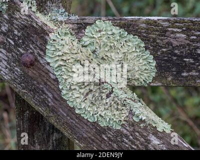 Gros plan sur le lichen vert clair gris Greenshield rosace en croissance s'est éclabourée sur une porte en bois avec l'ancienne boulon de carrosserie rouillé Banque D'Images
