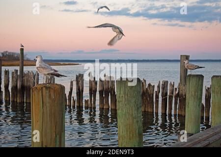 Groupe de seagulls dans une frénésie et jockeying pour la position sur les pilotages en bois d'une marina -10 Banque D'Images