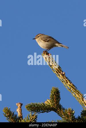 Hume's Leaf-warbler (Phylloscopus humei humei) adulte perchée au sommet du parc national de la conifères ILI-Alalau, Kazakhstan Mai 2009 Banque D'Images