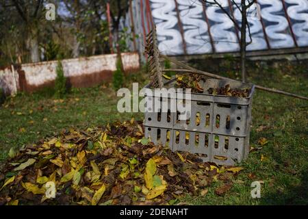 Peigne en bois et boîte en plastique pour le stockage des feuilles en automne Banque D'Images