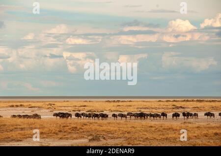 Afrika, Namibie, région de Kunene, Parc national d'Etosha, troupeau de Wildebeest au trou d'eau Banque D'Images