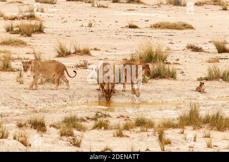 Afrika, Namibie, région de Kunene, Parc national d'Etosha, fierté du lion au trou d'eau Banque D'Images