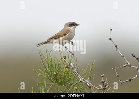 Petit Whitethroat (Sylvia curruca halimodendri) adulte perché sur une branche morte de la province d'Almaty, Kazakhstan Juin Banque D'Images