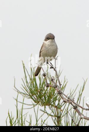 Petit Whitethroat (Sylvia curruca halimodendri) adulte perchée dans la forêt morte de la province d'Almaty, Kazakhstan Juin Banque D'Images