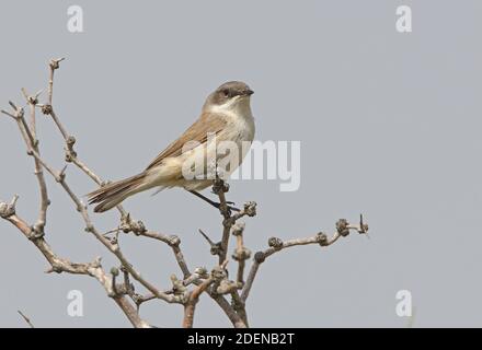 Petit Whitethroat (Sylvia curruca halimodendri) adulte perchée dans la forêt morte de la province d'Almaty, Kazakhstan Juin Banque D'Images