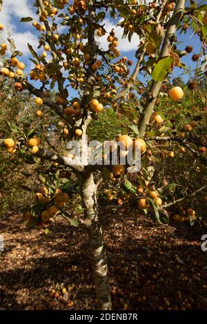 Malus x Zumi (Hornet doré) crabe pomme dans le fruit au soleil contre un bleu ciel avec des nuages blancs Banque D'Images