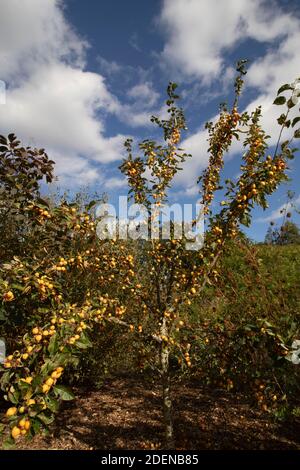 Malus x Zumi (Hornet doré) fructifier en plein soleil de la fin de l'été avec ciel bleu/ fond de nuage blanc Banque D'Images