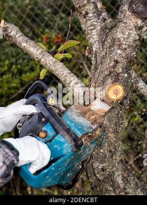 L'agriculteur porte des gants de protection et coupe les branches sèches d'un cerisier en automne avec la tronçonneuse . Agriculture traditionnelle. Banque D'Images