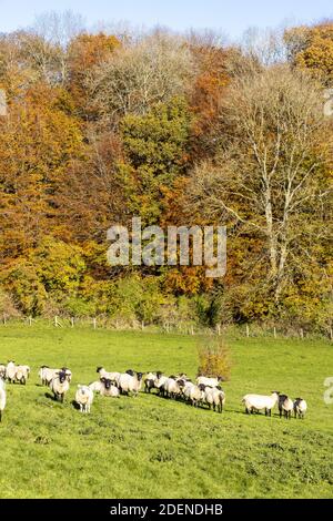 Automne dans les Cotswolds - pâturage des moutons dans la vallée de Duntisbourne près de Daglingworth, Gloucestershire Royaume-Uni Banque D'Images