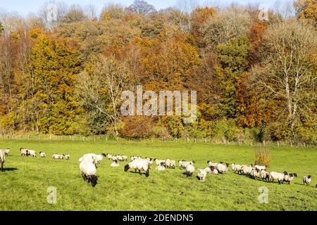 Automne dans les Cotswolds - pâturage des moutons dans la vallée de Duntisbourne près de Daglingworth, Gloucestershire Royaume-Uni Banque D'Images