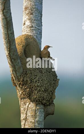 Rufous Ornero, furius rufus, adulte debout près de Nest, Pantanal au Brésil Banque D'Images