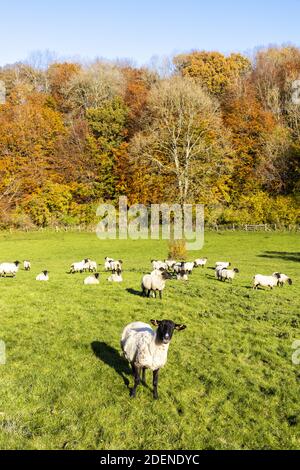 Automne dans les Cotswolds - pâturage des moutons dans la vallée de Duntisbourne près de Daglingworth, Gloucestershire Royaume-Uni Banque D'Images