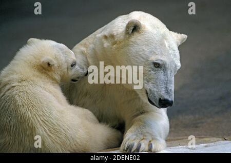 Ours polaire, thalarctos maritimus, femelle avec Pup Banque D'Images