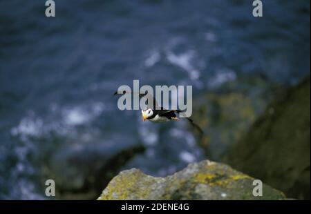 Macareux, fratercula corniculata, adulte en vol, Round Island en Alaska Banque D'Images