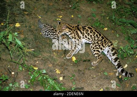 Margay Cat, leopardus wiedi, femelle avec Cub Banque D'Images