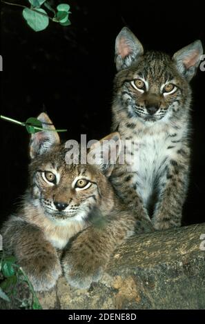 Lynx européen, felis lynx, Cub debout sur la branche Banque D'Images