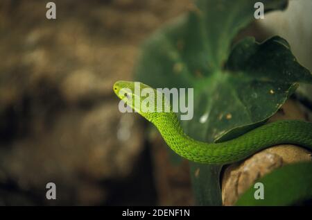 Green Mamba, dendroaspis angusticeps, adulte, Tanzanie Banque D'Images