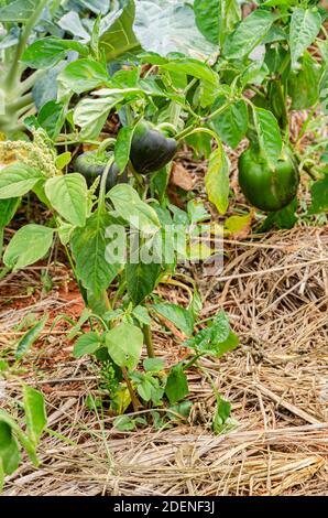 Poivron dans le jardin Banque D'Images