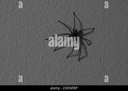 une énorme araignée huntsman commune rampant sur le mur de la maison la nuit Banque D'Images