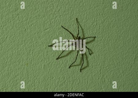 une énorme araignée huntsman commune rampant sur le mur de la maison la nuit Banque D'Images