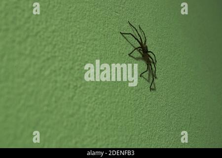 une énorme araignée huntsman commune rampant sur le mur de la maison la nuit Banque D'Images