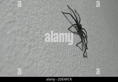 une énorme araignée huntsman commune rampant sur le mur de la maison la nuit Banque D'Images