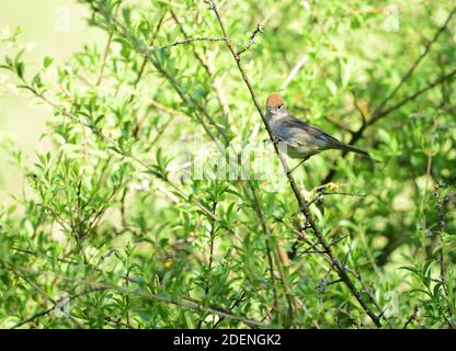 Spécimen femelle isolé de Blackcap eurasien (Sylvia atricapilla) généralement connu simplement comme le Black cap, debout sur une branche dans les bois. Banque D'Images
