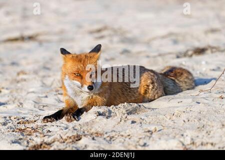 Renard roux (Vulpes vulpes) se reposer sur une plage de sable le long de la côte Banque D'Images