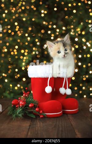 Bottes de Noël rouges avec un adorable chaton Banque D'Images