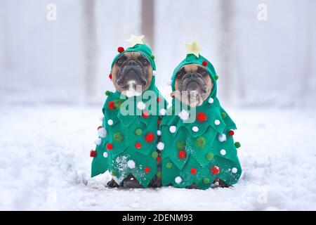 Paire de chiens Bulldog français portant des costumes de Noël festifs avec des boules et des étoiles assis ensemble dans le paysage d'hiver avec neige Banque D'Images
