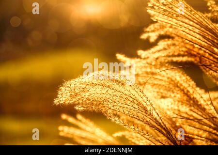 Couleurs de l'heure d'or sur l'herbe de pampas, en automne Banque D'Images