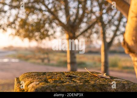 Gros plan d'une feuille d'automne sur une feuille sculptée pierre avec mousse avec l'arrière-plan hors foyer à aube Banque D'Images