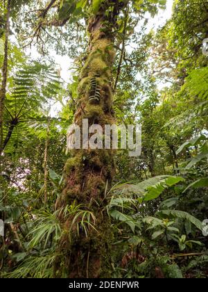 Randonnée dans la forêt tropicale du Costa Rica. Les broméliades, les fougères, la sélaginella et d'autres épiphytes poussent sur les arbres. Il y a tellement de tons verts différents. Banque D'Images