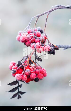 Baies d'arbre rowan rouge vif sur un beau jour d'hiver Banque D'Images